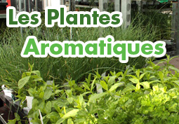 Plantes Aromatiques