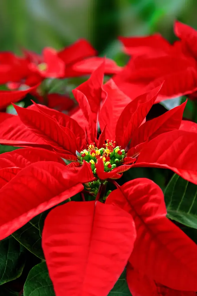 Poinsettias